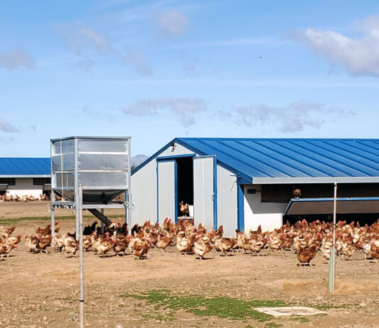 El Ministerio confina en toda España las aves de corral, incluidas las de autoconsumo, por la gripe aviar