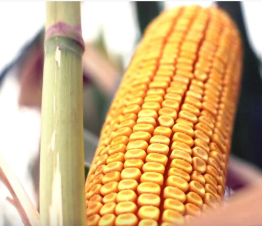 Mantenimiento del precio de los cereales de invierno y baja la cotización del maíz