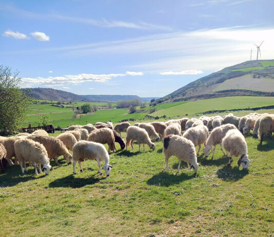 La cotización del añojo continúa su paulatina subida, mientras las terneras y el lechazo siguen estables