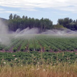 La Junta autoriza la producción de patata de siembra en 32 localidades palentinas la campaña 2024-2025