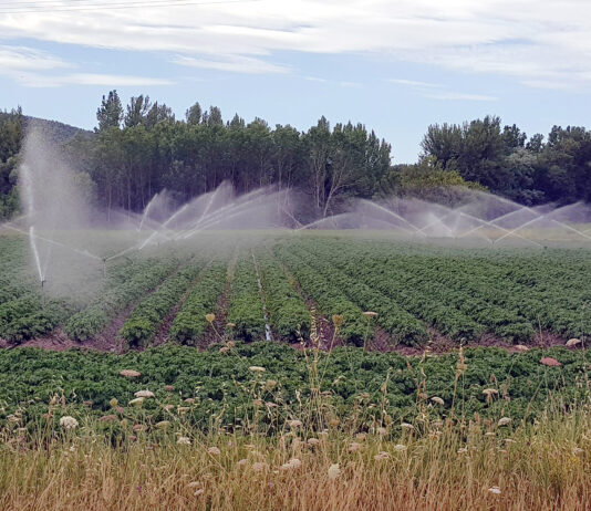 La Junta autoriza la producción de patata de siembra en 32 localidades palentinas la campaña 2024-2025