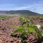 El miércoles 10 de abril, último día para el seguro de remolacha con cobertura de no nascencia