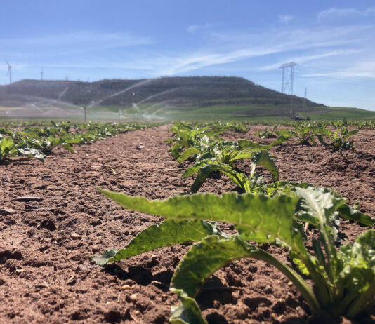 El miércoles 10 de abril, último día para el seguro de remolacha con cobertura de no nascencia