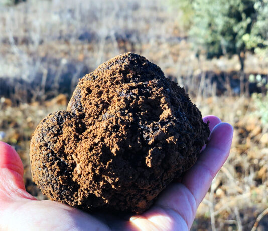 El Centro de Formación Viñalta imparte del 8 al 12 de abril un curso de truficultura profesional