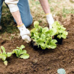 el huerto ecologico foto