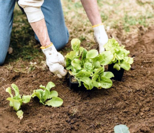 El centro ‘Viñalta’ imparte del 8 al 16 de abril un curso gratuito sobre el huerto ecológico