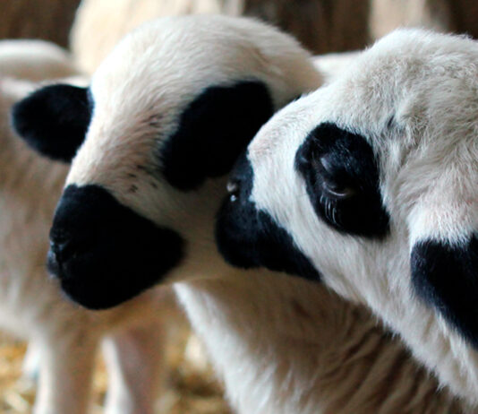 La 37.ª Feria Nacional de Ovino Selecto de Raza Churra se celebrará en Palencia el 27 y el 28 de abril