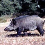 ASAJA pide calma ante la peste porcina, pero exige un plan nacional inmediato de control de la fauna salvaje