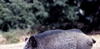 ASAJA pide calma ante la peste porcina, pero exige un plan nacional inmediato de control de la fauna salvaje