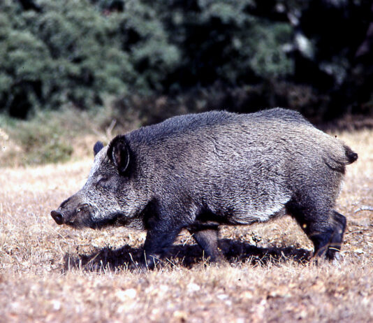 ASAJA pide calma ante la peste porcina, pero exige un plan nacional inmediato de control de la fauna salvaje