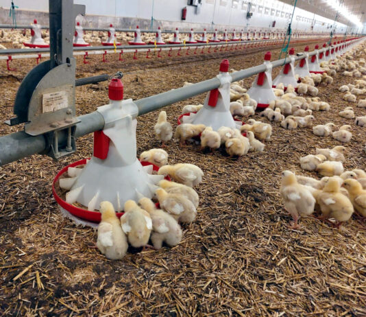 La Junta cambia la norma de los clareos en las explotaciones de pollos tras las peticiones de ASAJA