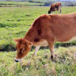 El vacuno de carne repite cotización en Salamanca y el ovino también mantiene fijos sus precios desde Reyes