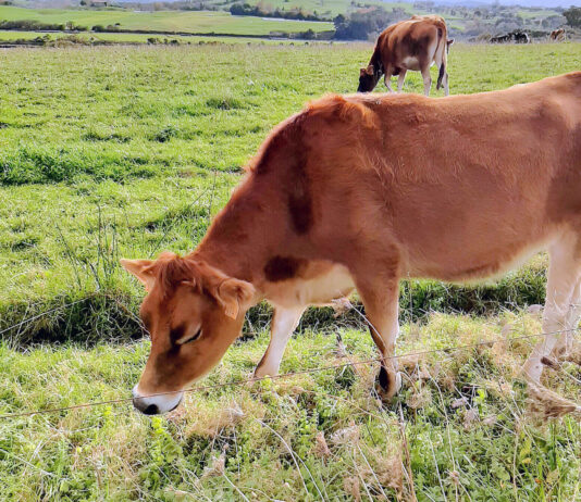 El vacuno de carne repite cotización en Salamanca y el ovino también mantiene fijos sus precios desde Reyes
