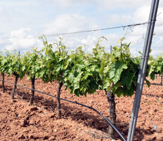 Las ayudas de la Junta a la reestructuración de viñedos pueden solicitarse hasta el lunes 29 de abril