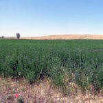 Repiten los cereales en la Lonja de León, donde bajan alfalfa, veza y forrajes ante la poca demanda actual