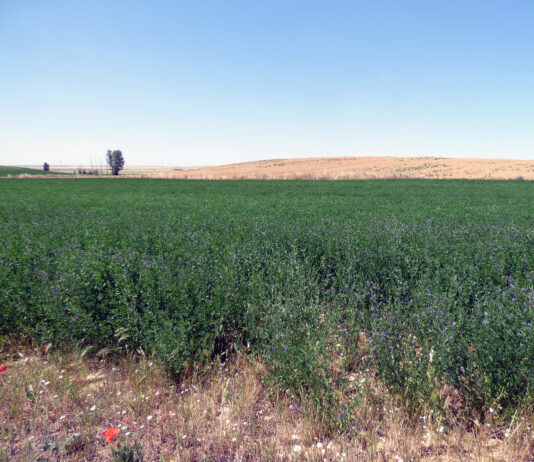 Repiten los cereales en la Lonja de León, donde bajan alfalfa, veza y forrajes ante la poca demanda actual