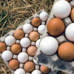 El plazo para pedir las ayudas a la avicultura de puesta para la vacuna frente a salmonella acaba el 24 de abril