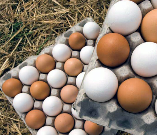 El plazo para pedir las ayudas a la avicultura de puesta para la vacuna frente a salmonella acaba el 24 de abril