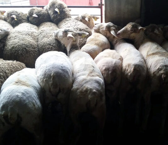 El Centro Viñalta programa unas jornadas formativas en jornada de tarde sobre esquileo en ovino