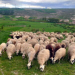 El ovino sube veinte céntimos de euro por kilo y empieza a recuperar cotización tras el bajón invernal