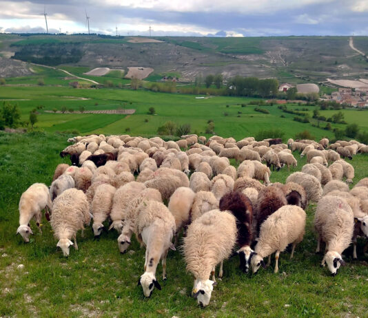 Repite precios la Mesa del Lechazo de Castilla y León, al igual que terneros y añojos en Salamanca