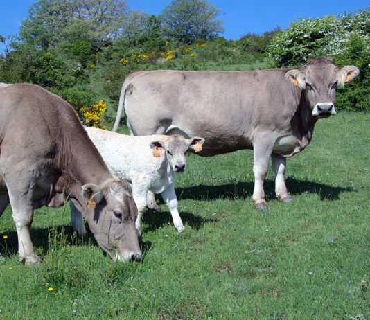 Sigue la estabilidad en el vacuno para sacrificio, pero el de vida ya apunta una tímida subida de precio