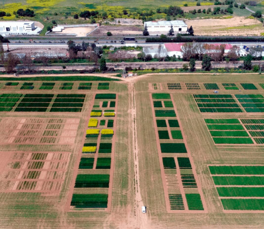 Valladolid acoge el 28 y 29 de mayo las jornadas GENVCE sobre innovación en cultivos extensivos