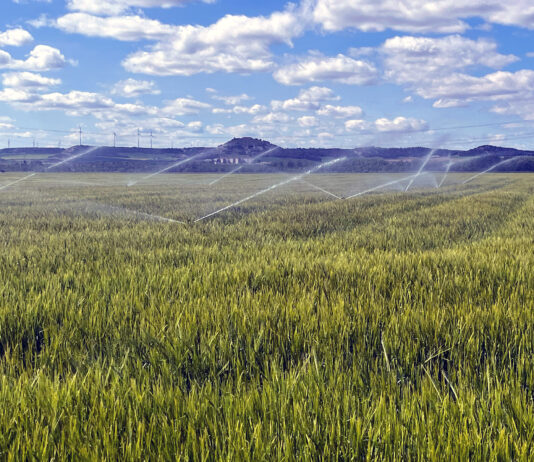 Subidas de hasta siete euros la tonelada de cereal por los fenómenos atmosféricos y políticos mundiales