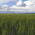 Los cereales siguen remontando en la lonja de León por la menor previsión de cosecha mundial