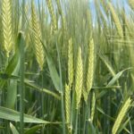 El contexto internacional sigue alentando la recuperación del precio del cereal en la Lonja de León