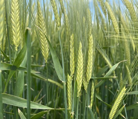 El contexto internacional sigue alentando la recuperación del precio del cereal en la Lonja de León