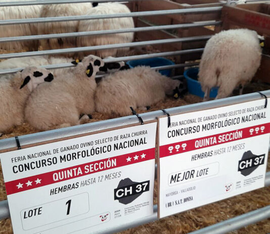 Fallo de los concursos de la XXXVII Feria Nacional de Ovino Selecto de Raza Churra organizada por ANCHE
