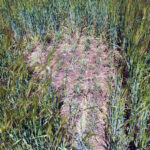 ASAJA-Palencia aconseja vigilar las parcelas para ver la evolución del topillo campesino y posibles daños