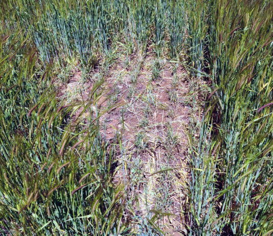 ASAJA-Palencia aconseja vigilar las parcelas para ver la evolución del topillo campesino y posibles daños