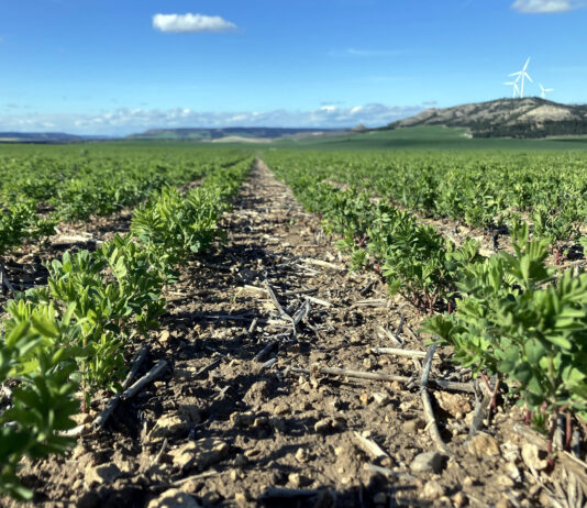 El FEGA aprueba los importes para el saldo definitivo de las ayudas asociadas agrícolas de 2023