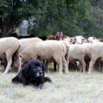 La ayuda de la Diputación para los gastos de mastines puede solicitarse hasta el martes 11 de junio