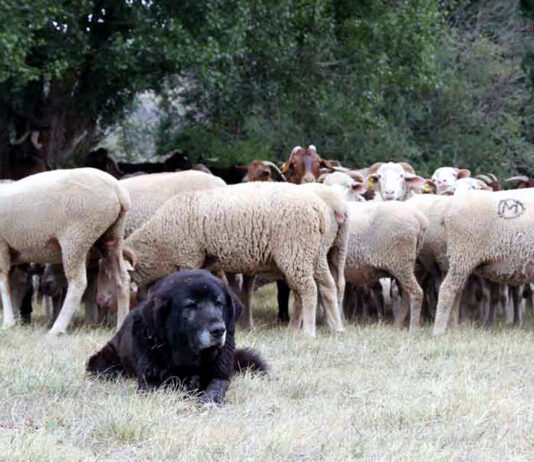La ayuda de la Diputación para los gastos de mastines puede solicitarse hasta el martes 11 de junio