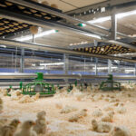 El Gobierno adapta la normativa europea sobre alimentación en granjas con piensos de origen animal