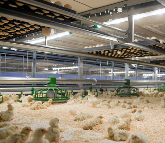 El Gobierno adapta la normativa europea sobre alimentación en granjas con piensos de origen animal