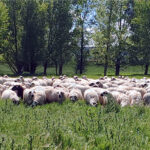 El FEGA aprueba los importes para el saldo definitivo de las ayudas asociadas a la ganadería de 2023