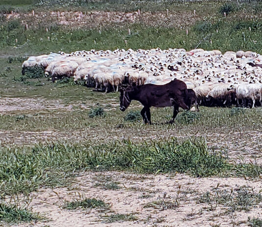 El Plan 2024 de seguros ganaderos entra en vigor este sábado 1 de junio en un contexto de más contratación