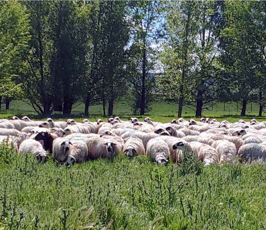 El FEGA aprueba los importes para el saldo definitivo de las ayudas asociadas a la ganadería de 2023