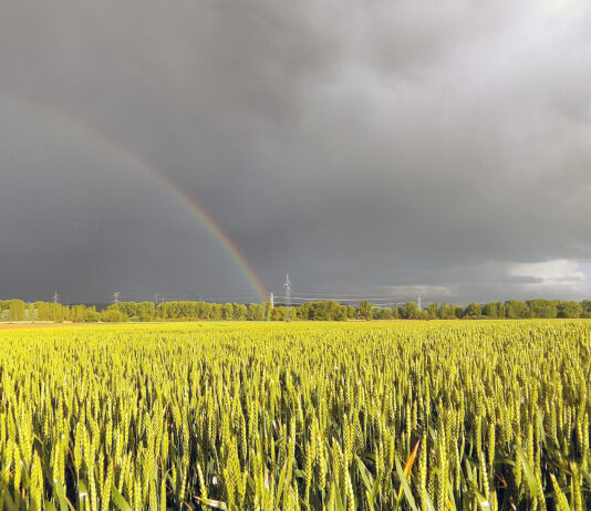 Moderada subida de los cereales en la lonja de León, muy por debajo de la tendencia internacional