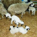 La estabilidad es la tónica dominante en los precios del lechazo y del bovino para carne