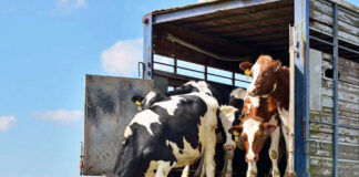 ASAJA-Palencia imparte un curso de bienestar animal en el transporte