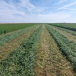 Primeras cotizaciones del forraje en la Lonja de León, mucho más bajas que la pasada campaña