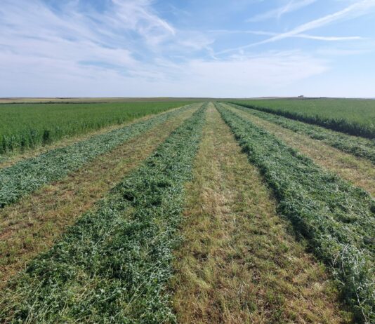 La Lonja de León retoma la cotización de la alfalfa a 150 €/tonelada, el 6 % menos que el arranque de 2024