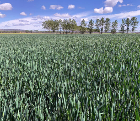La Unión Europea vuelve a aplicar arancel en la avena importada de Ucrania al superar las toneladas exentas