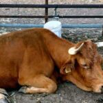 1 de septiembre, fecha tope de la ayuda para reponer reses sacrificadas por programas sanitarios