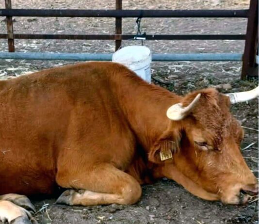 1 de septiembre, fecha tope de la ayuda para reponer reses sacrificadas por programas sanitarios